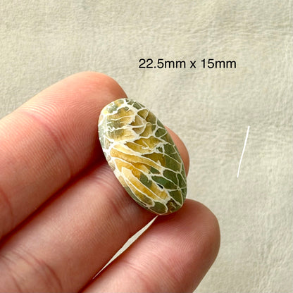 ‘Dragonfly Wings' Fossilised Coral Oval Cabochon - 22.5mm x 15mm (W3)