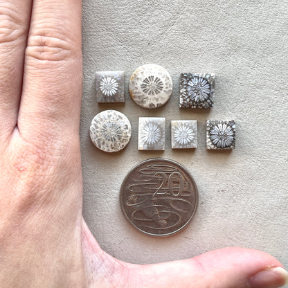 10-16mm Fossil Coral Round/Rectangle/Square Cabochon Smooth - Choose your Stone (W8)