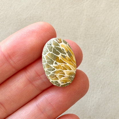 ‘Dragonfly Wings' Fossilised Coral Oval Cabochon - 22.5mm x 15mm (W3)