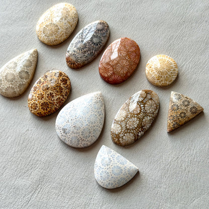 Fossilised Coral Cabochon Smooth - Choose your Stone (W17)