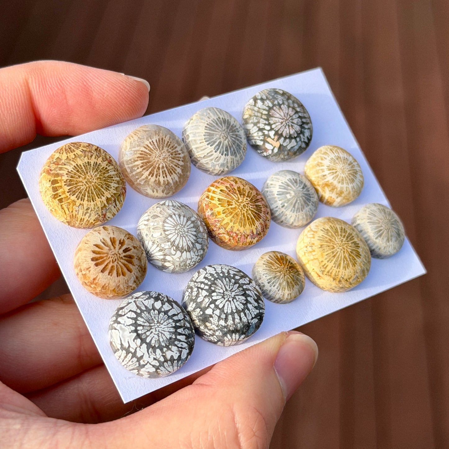 11-17mm Fossil Coral Round Cabochon Smooth - Choose your Stone (W6-A)