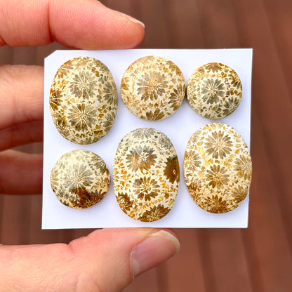 14-24mm Cream Fossilised Coral Cabochon Smooth - Choose your Stone (B) W16