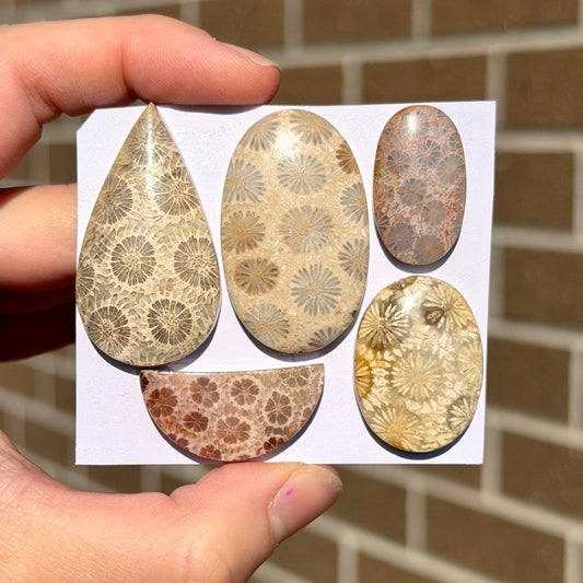 25-42mm Fossilised Coral Cabochon Smooth - Choose your Stone (W14)