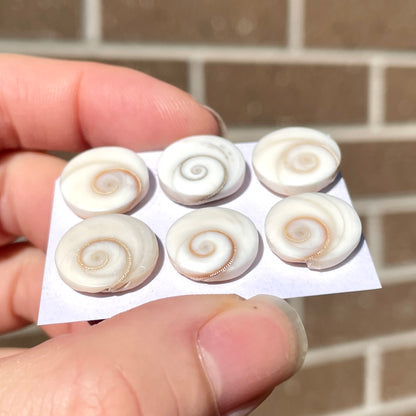 13-14mm Operculum Shell (Shiva's Eye) Round Cabochon Smooth - Choose your Stone (W9)