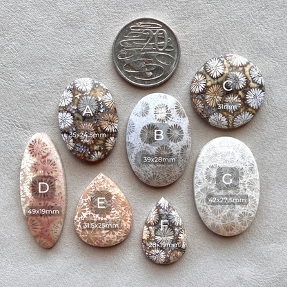 Fossil Coral Cabochon Smooth - Choose your Stone (W1)