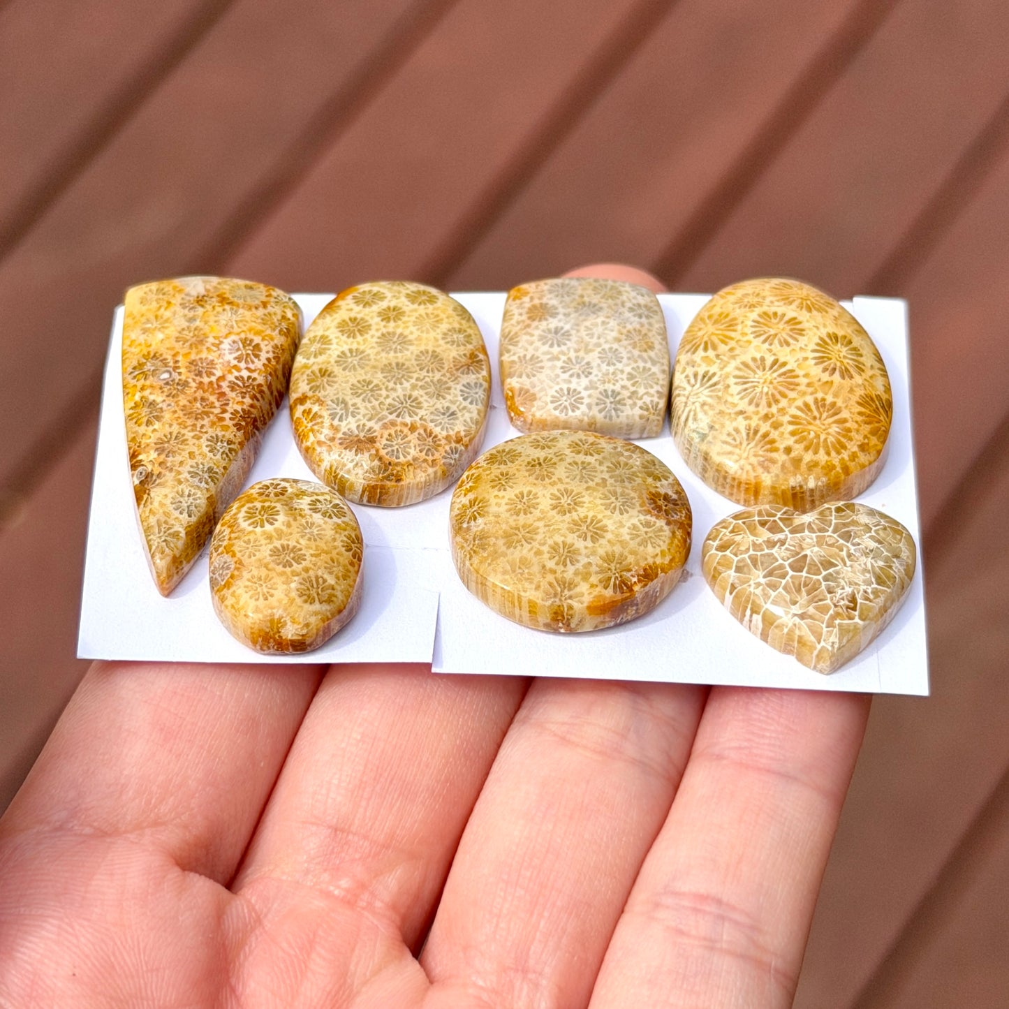 16-35mm Fossil Coral Cabochon Smooth - Choose your Stone (W13)