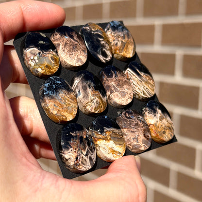 Fossilised/Petrified Black Palm Root Cabochon Oval Smooth (20x15mm) - Choose your Stone (W13)