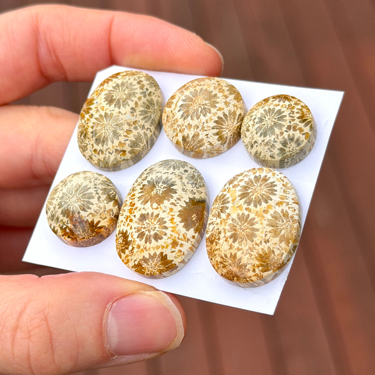 14-24mm Cream Fossilised Coral Cabochon Smooth - Choose your Stone (B) W16