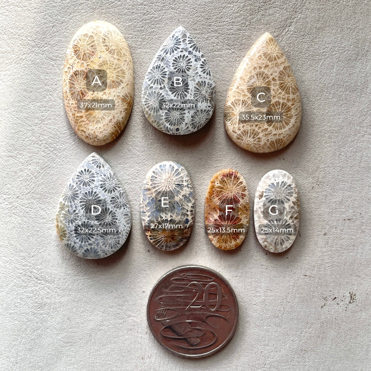 25-37mm Fossilized (Fossil) Coral Cabochon Smooth - Choose your Stone (W10)