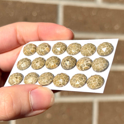 10mm Fossil Coral Round Cabochon Rose cut - Choose your Stone (W14)