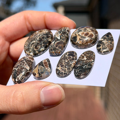 17-29mm Turritella Agate Cabochon Smooth - Choose your Stone (W15-EY)