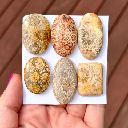 25-35mm Fossil Coral Cabochon Smooth - Choose your Stone (W13)