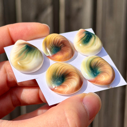 22-26mm Operculum Shell (Shiva's Eye) Cabochon Smooth - Choose your Stone (E11)
