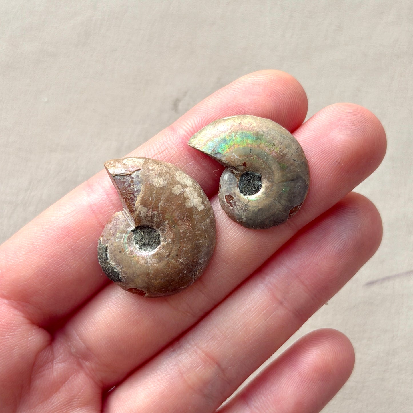 Ammonite Fossil Specimen / Polished Slices - Choose your Stone (W5-EY)