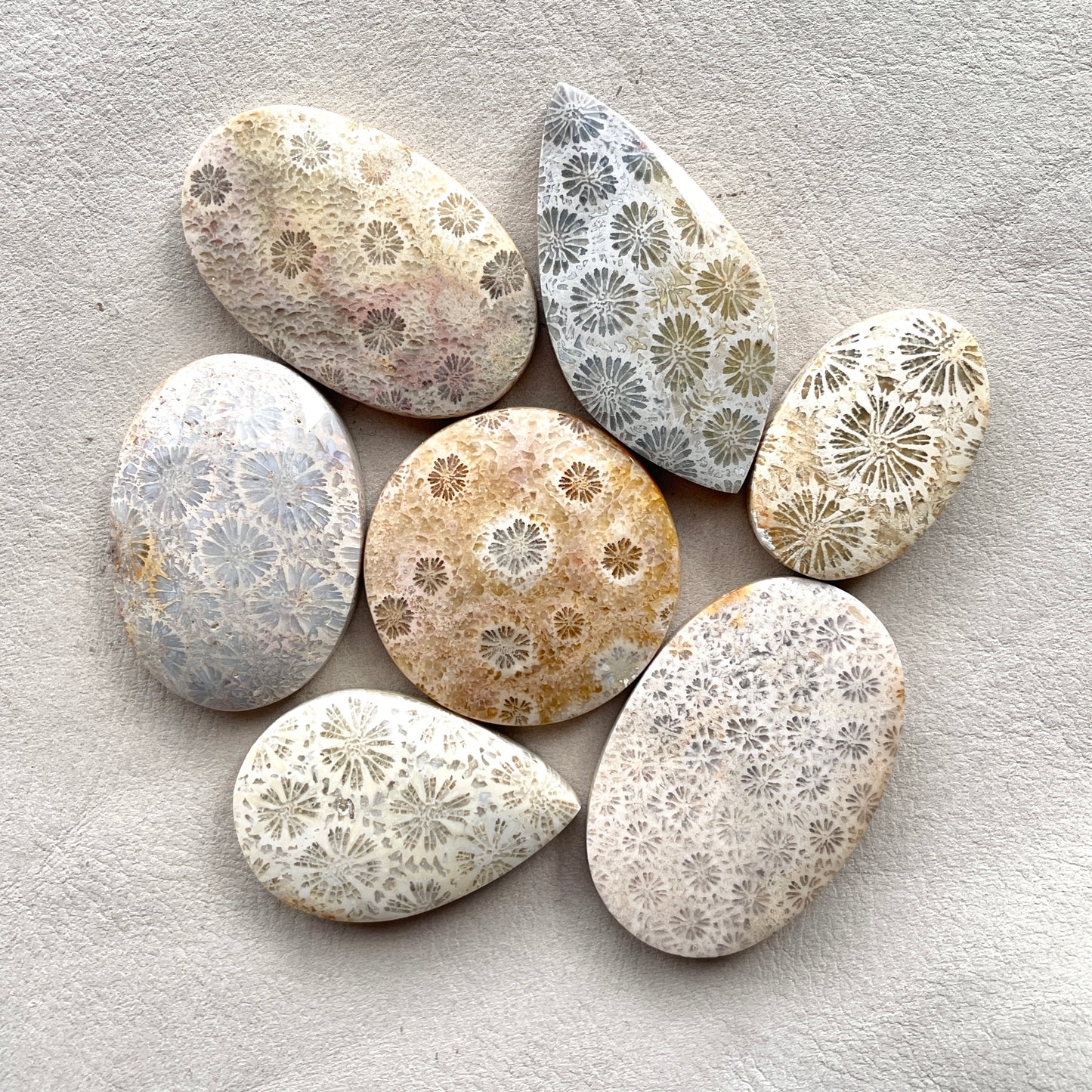 27-42mm Fossilized (Fossil) Coral Cabochon Smooth - Choose your Stone (W2)