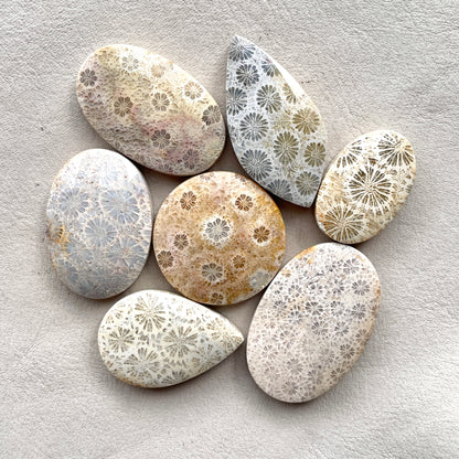 27-42mm Fossilized (Fossil) Coral Cabochon Smooth - Choose your Stone (W2)