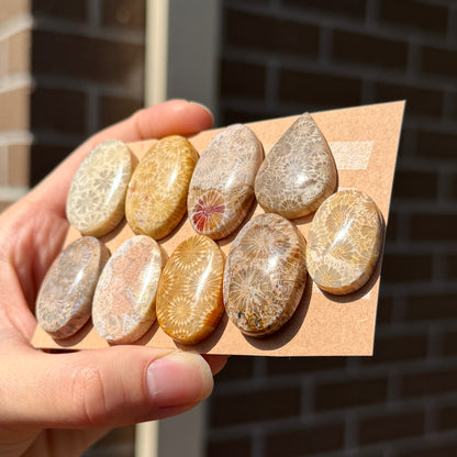25-33mm Fossilised Coral Cabochon Smooth - Choose your Stone (W12)