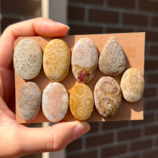 25-33mm Fossilised Coral Cabochon Smooth - Choose your Stone (W12)