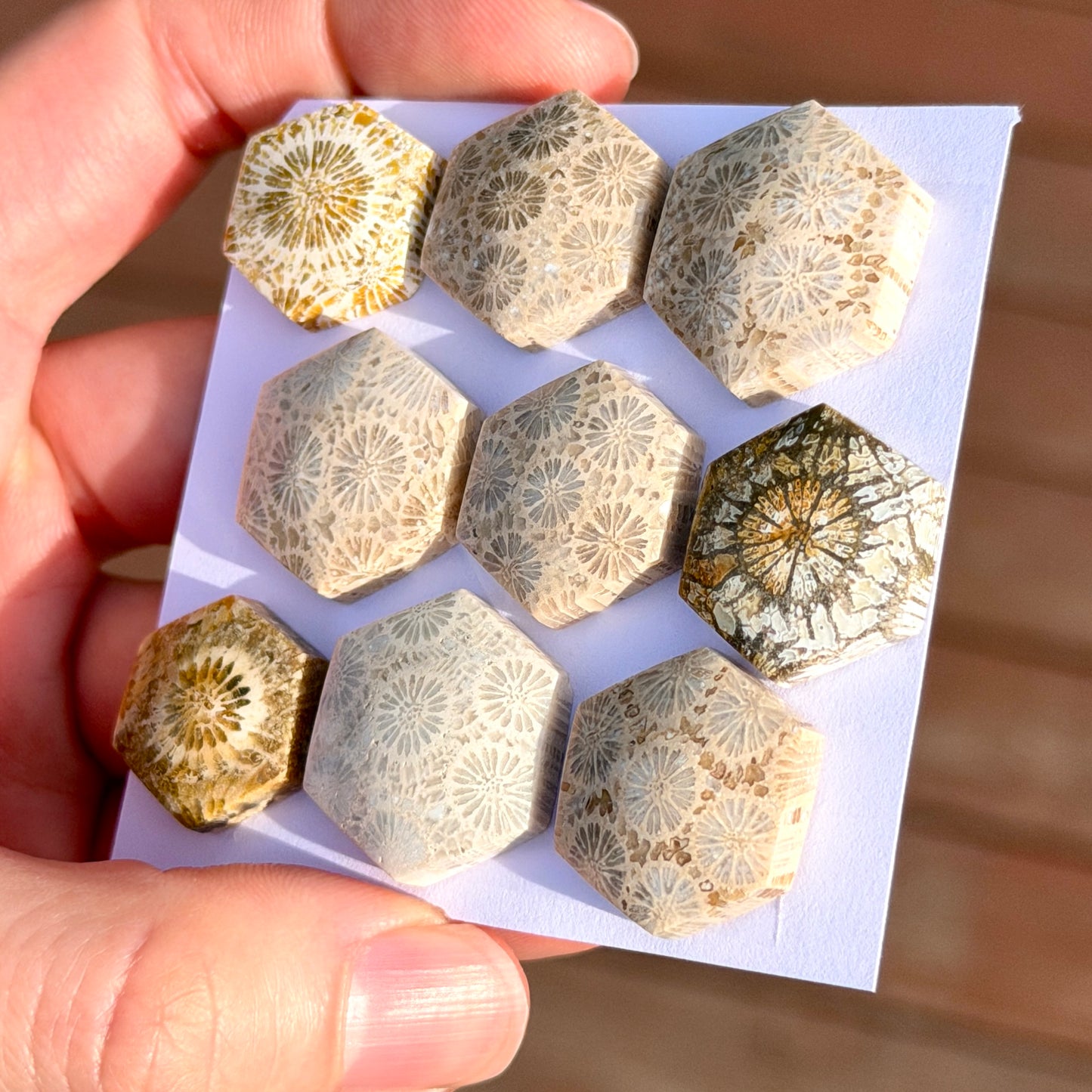 18-22mm Fossil Coral Hexagon Cabochon Smooth - Choose your Stone (W15)