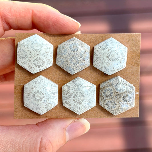 Fossilised Coral Hexagon Cabochon Smooth - Choose your Stone (W17)