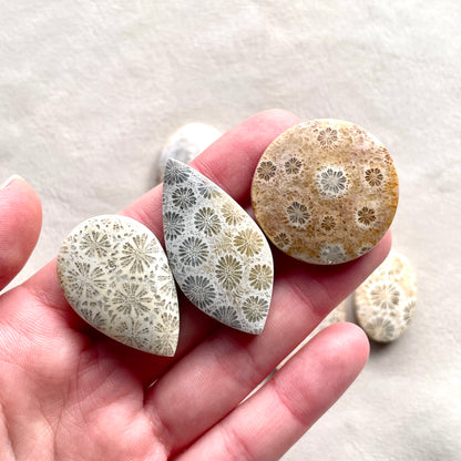 27-42mm Fossilized (Fossil) Coral Cabochon Smooth - Choose your Stone (W2)