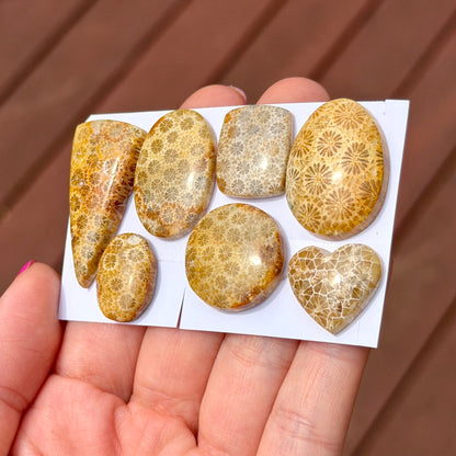 16-35mm Fossil Coral Cabochon Smooth - Choose your Stone (W13)