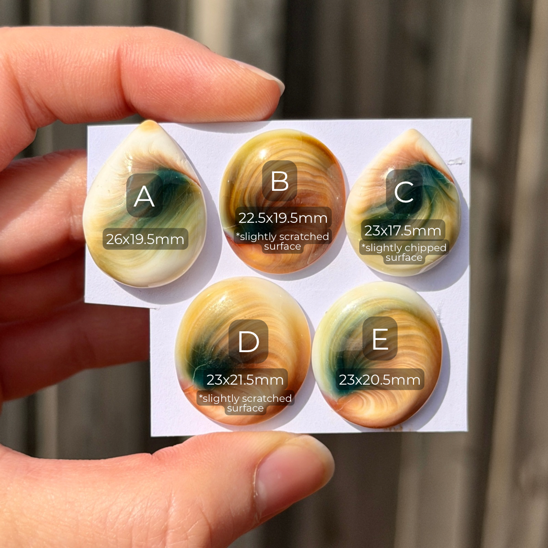 22-26mm Operculum Shell (Shiva's Eye) Cabochon Smooth - Choose your Stone (E11)