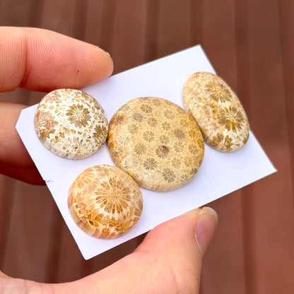 17-25mm Cream Fossilised Coral Cabochon Smooth - Choose your Stone (A)W2