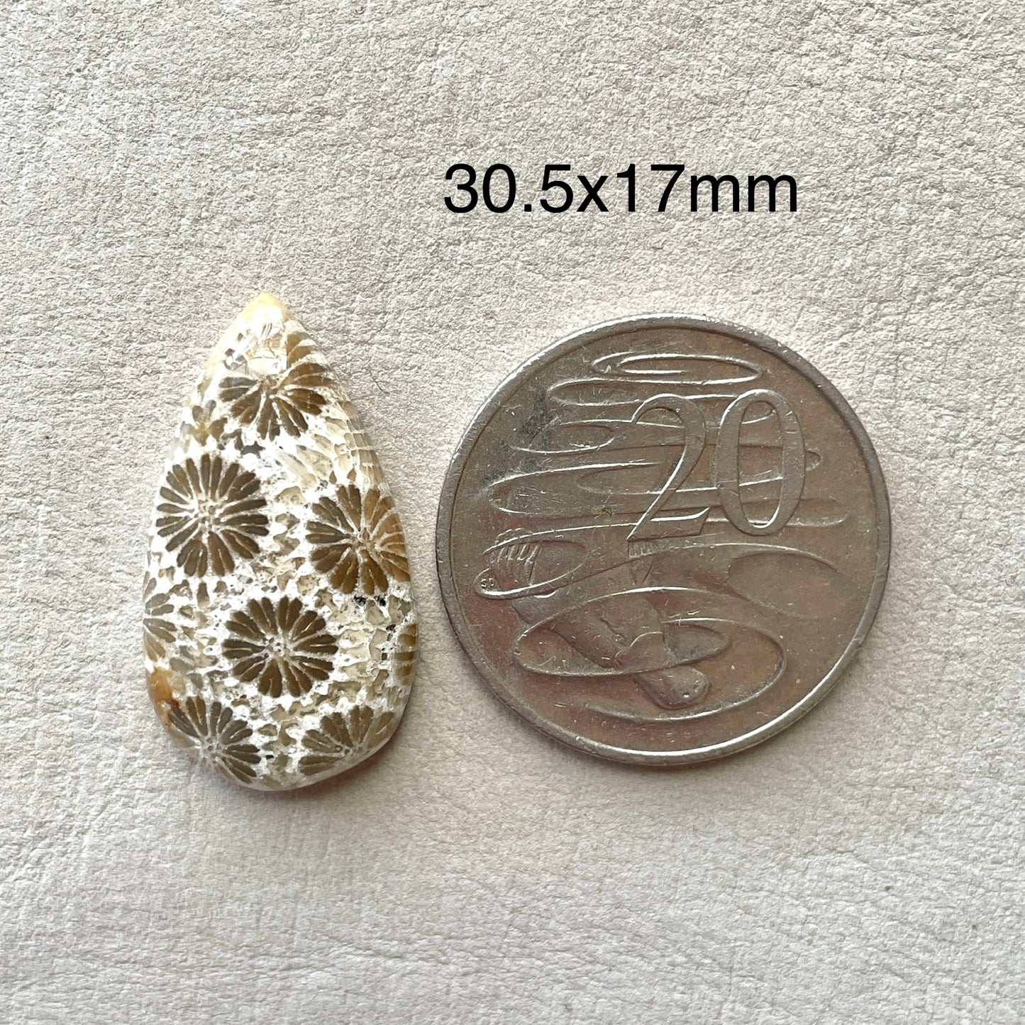 Fossil Coral Teardrop Cabochon - 30.5x17mm (W7)
