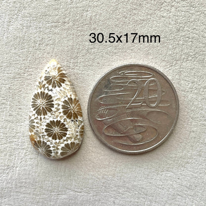 Fossil Coral Teardrop Cabochon - 30.5x17mm (W7)