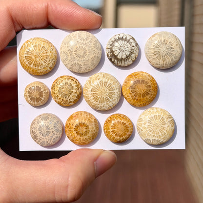 11-19mm Fossil Coral Round Cabochon Smooth - Choose your Stone (W15-F)