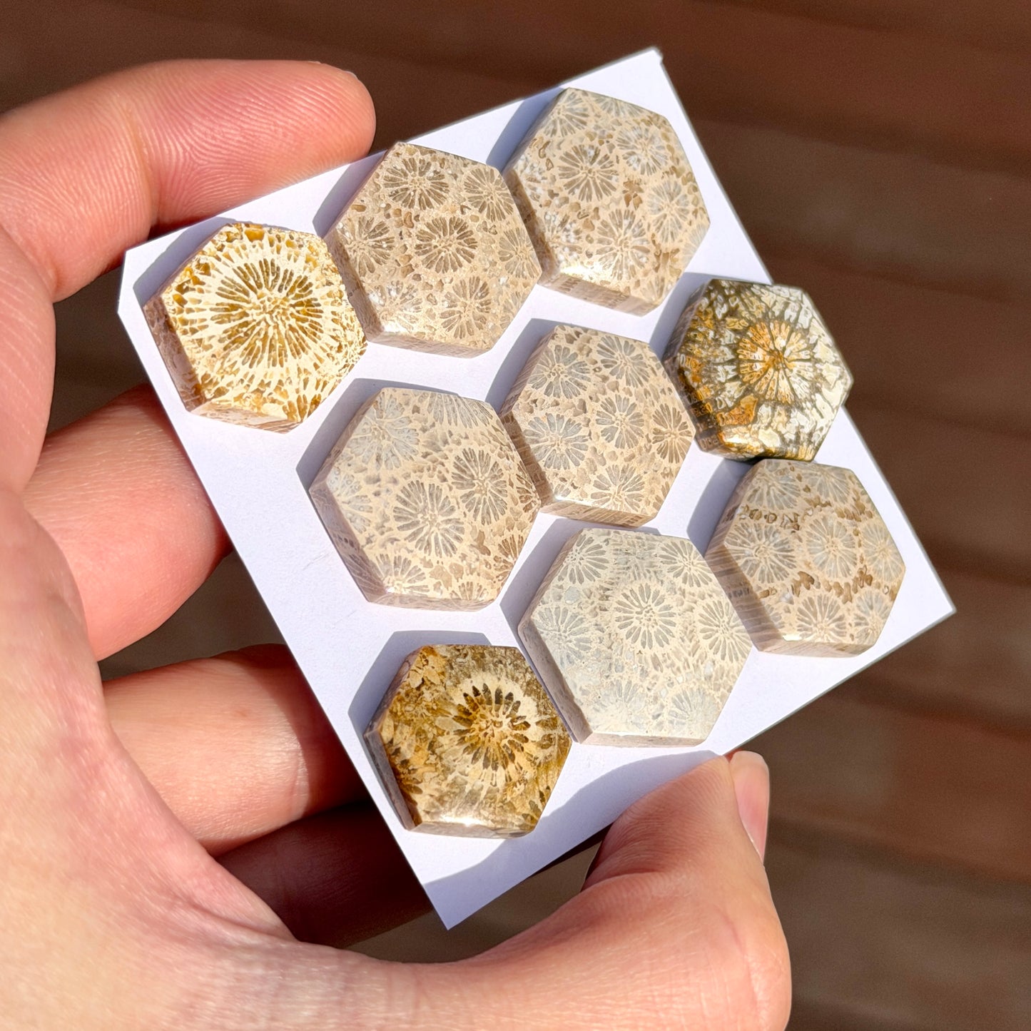 18-22mm Fossil Coral Hexagon Cabochon Smooth - Choose your Stone (W15)