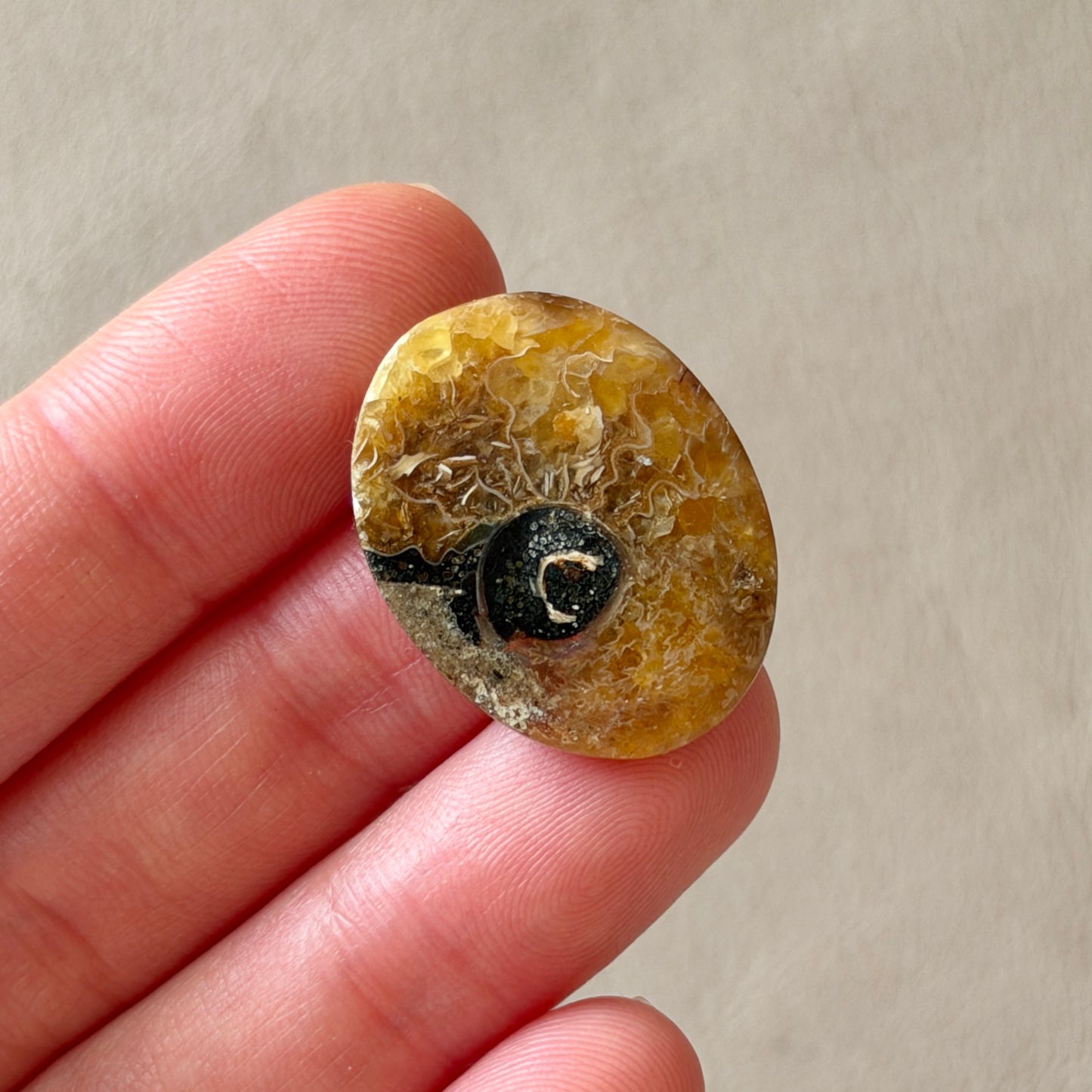 Ammonite Fossil Oval Cabochon - 26 x 20mm (W5)