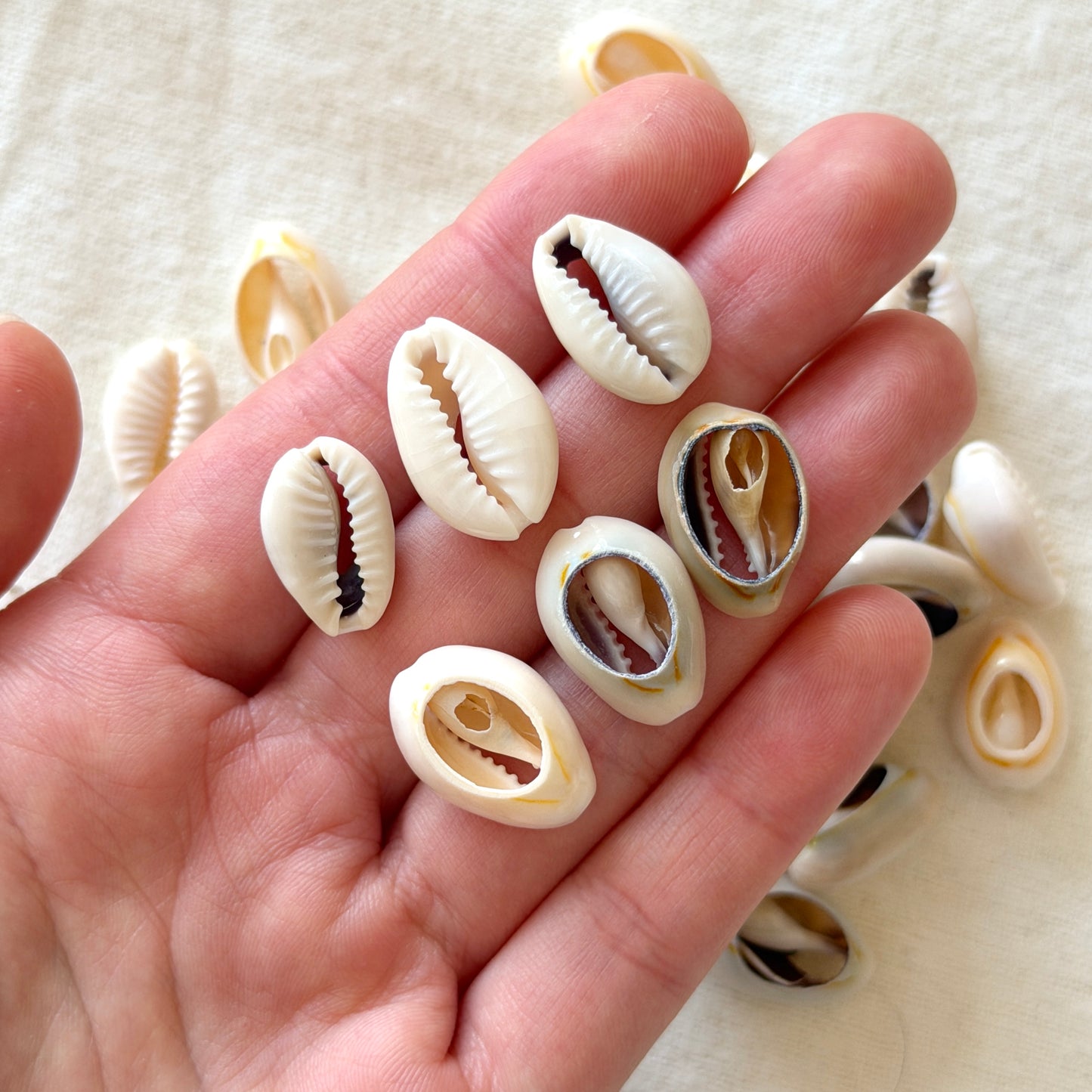 17-22mm Cowrie Shells - Mixed Set of 3 (W15)