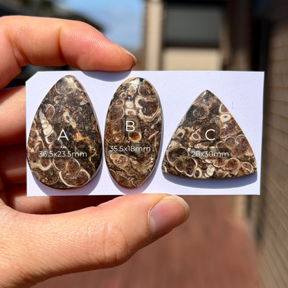 28-37mm Turritella Agate Cabochon Smooth - Choose your Stone (W15-EY)