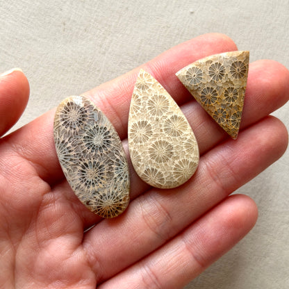 Fossilised Coral Cabochon Smooth - Choose your Stone (W17)