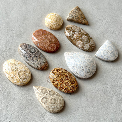Fossilised Coral Cabochon Smooth - Choose your Stone (W17)