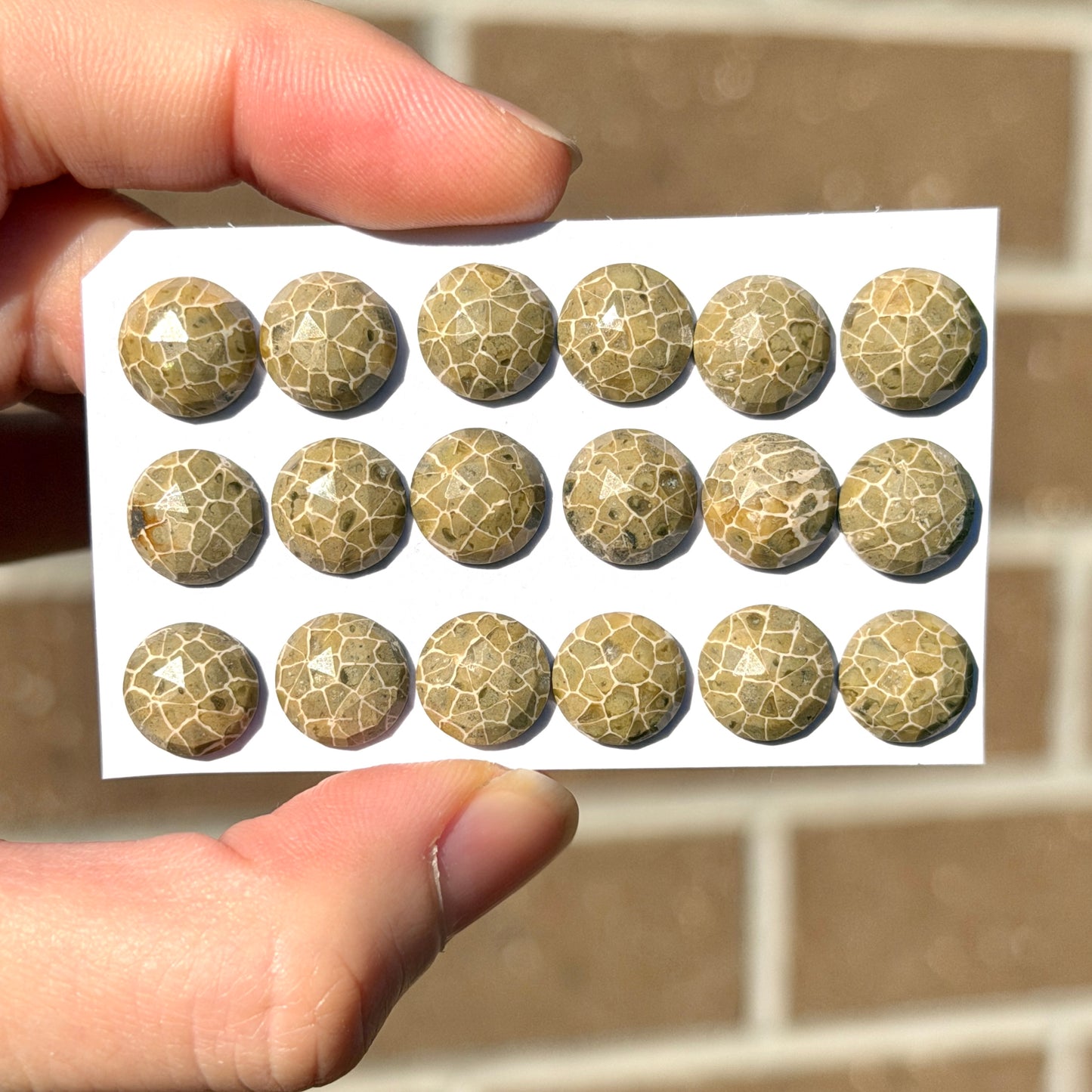 10mm Fossil Coral Round Cabochon Rose cut - Choose your Stone (W14)