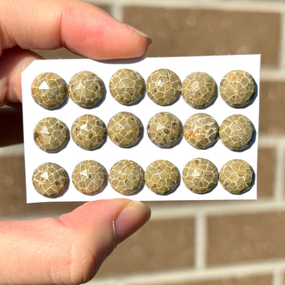 10mm Fossil Coral Round Cabochon Rose cut - Choose your Stone (W14)