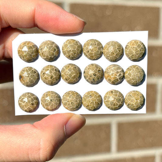 10mm Fossil Coral Round Cabochon Rose cut - Choose your Stone (W14)