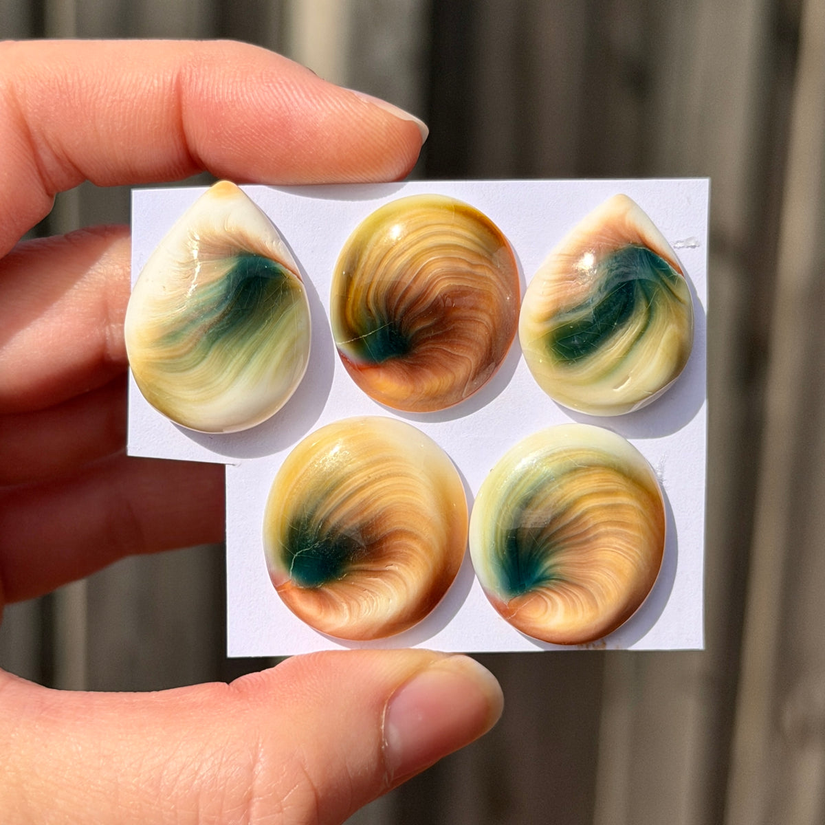 22-26mm Operculum Shell (Shiva's Eye) Cabochon Smooth - Choose your Stone (E11)