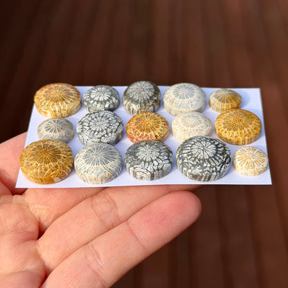 11-17mm Fossil Coral Round Cabochon Smooth - Choose your Stone (W6-B)