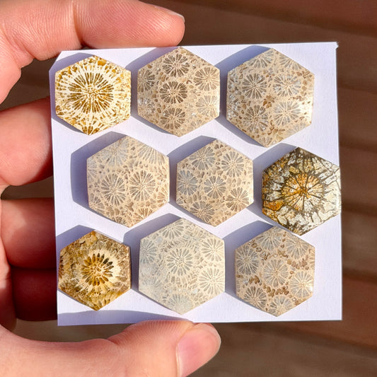 18-22mm Fossil Coral Hexagon Cabochon Smooth - Choose your Stone (W15)
