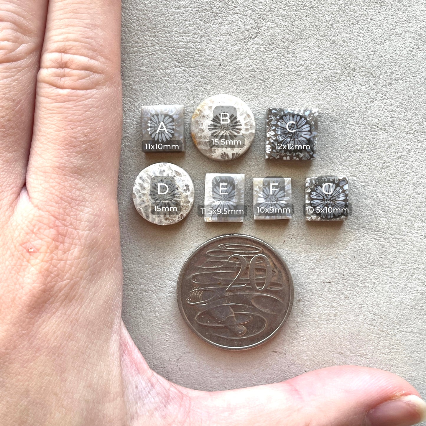 10-16mm Fossil Coral Round/Rectangle/Square Cabochon Smooth - Choose your Stone (W8)