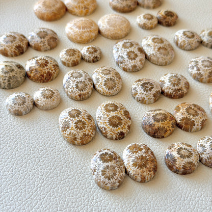Cream/Beige Fossilised Coral Cabochon Pairs (Round & Oval) - Choose your Pair (W1)