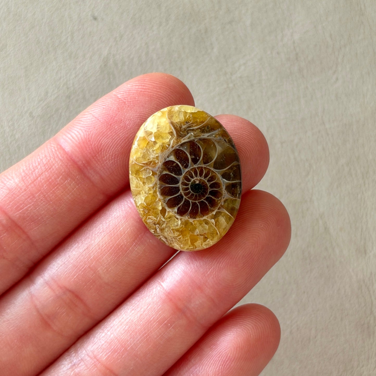 Ammonite Fossil Oval Cabochon - 26 x 20mm (W5)