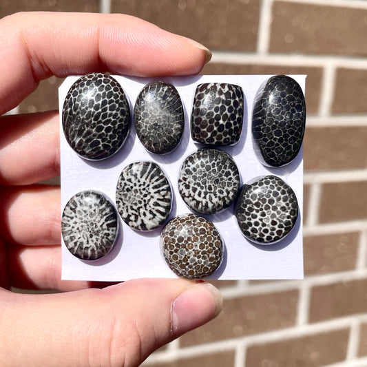 Stingray Coral Fossil Cabochon Smooth - Choose your Stone (W8)