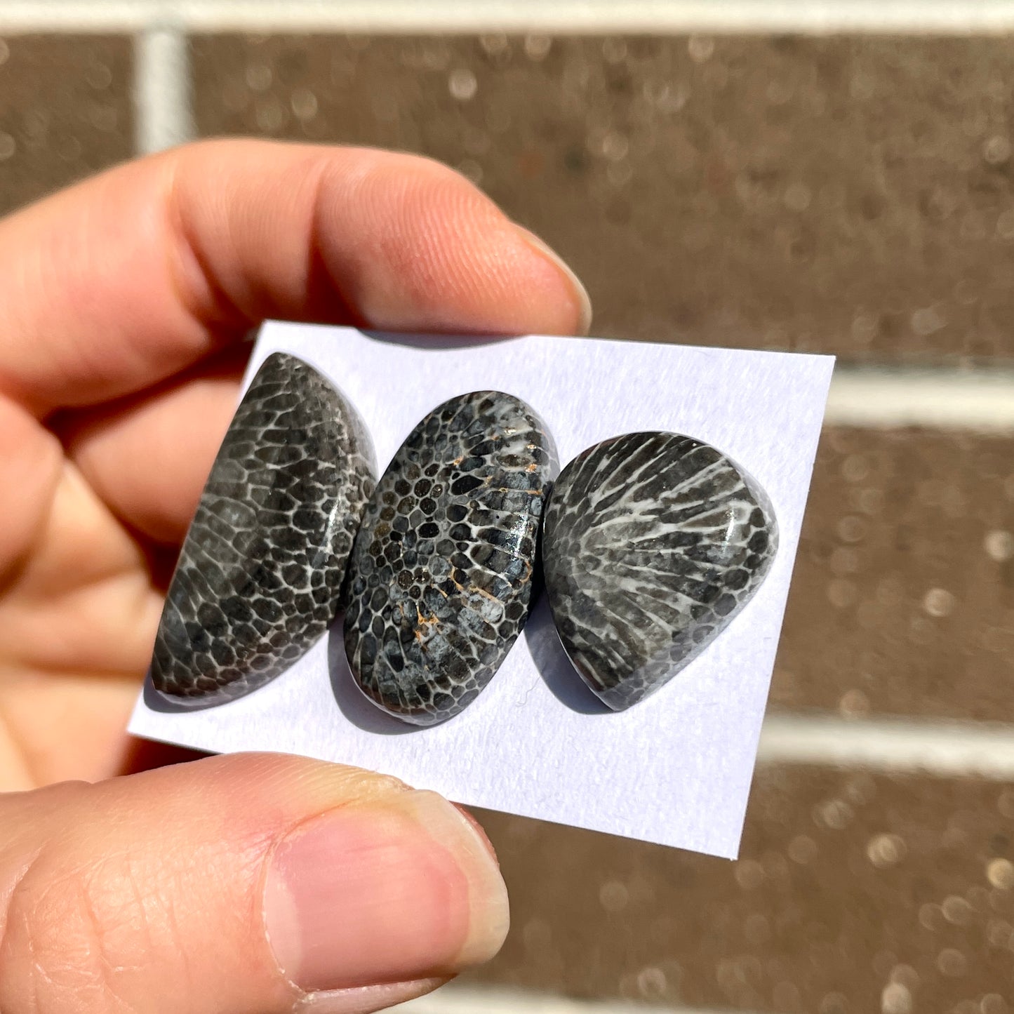 Black Fossil Coral Cabochon Smooth - Choose your Stone (W6)