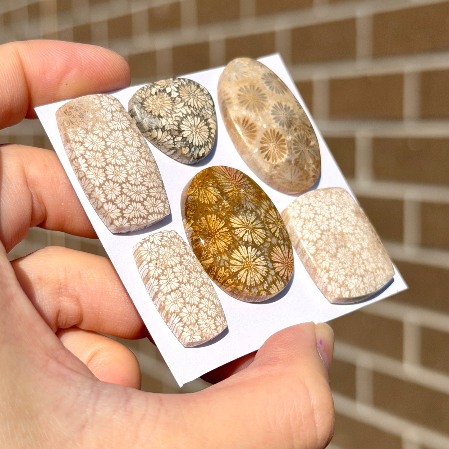 18-32mm Fossilised Coral Cabochon Smooth - Choose your Stone (W14)