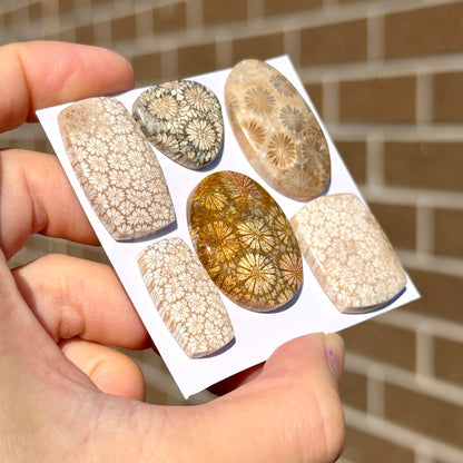 18-32mm Fossilised Coral Cabochon Smooth - Choose your Stone (W14)